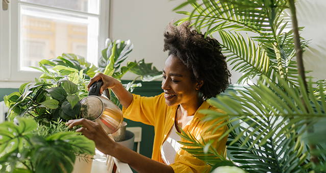 African American woman with natural hair in a yellow shirt watering her house plants while the sun is shining through the window.